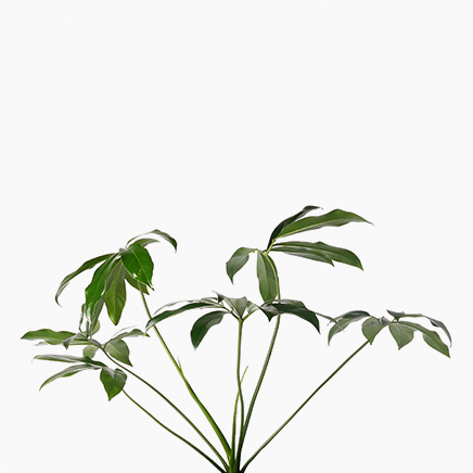 Philodendron Goeldii (M)