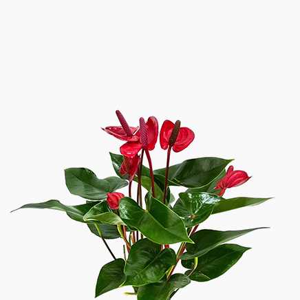 Anthurium Andraeanum (Red)