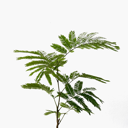 Pithecellobium Confertum (Everfresh Tree) Japan (S)