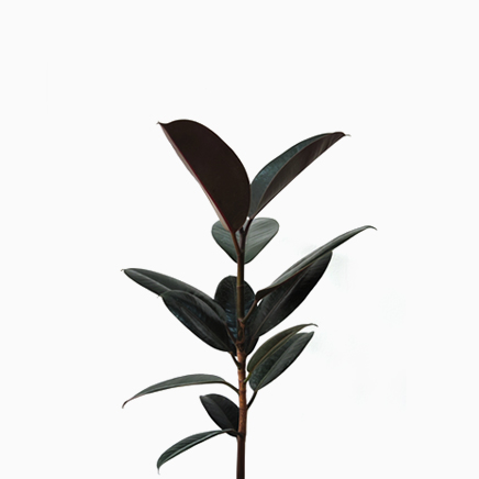 Ficus Elastica, Rubber Plant (M)