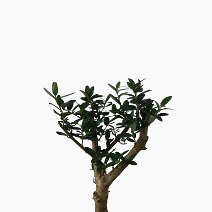 Olea Europaea, Olive Tree