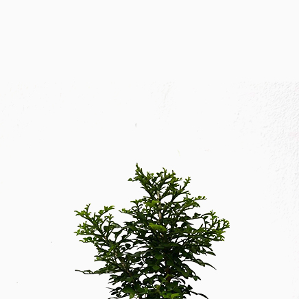 Murraya Paniculata (Orange Jasmine)