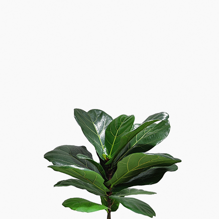 Ficus Lyrata (M)