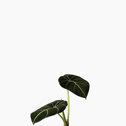 Alocasia Black Velvet