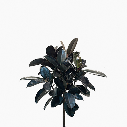 Ficus Elastica, Rubber Plant (XL)