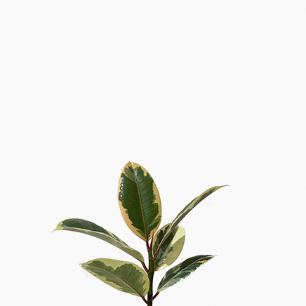 Ficus Elastica Variegata (S)