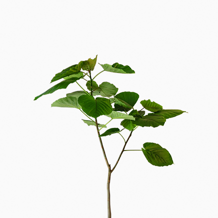 Ficus Umbellata