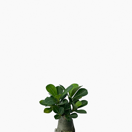 Adenium Obesum, Desert Rose (Type 01)