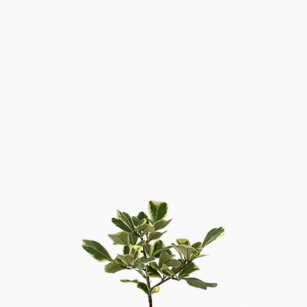 Ficus Triangularis 'Variegata'