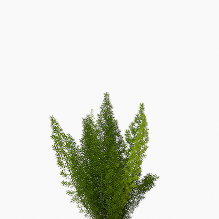 Foxtail Fern