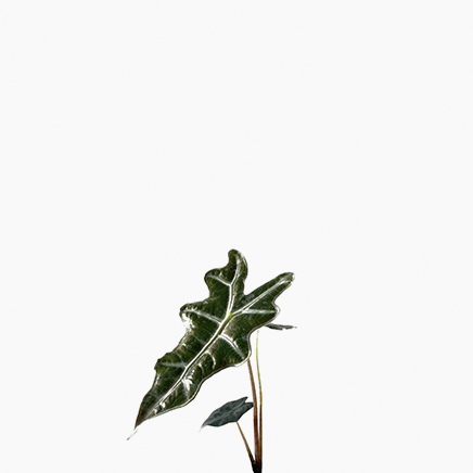 Alocasia Sanderiana, Nobilis