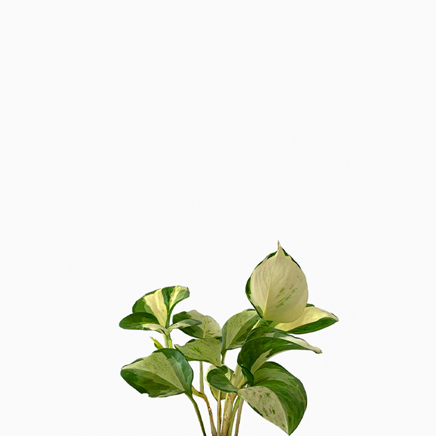 Manjula Pothos