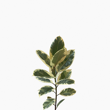 Ficus Elastica Tineka (M)