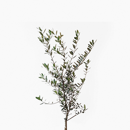 Olea Europaea, Olive Tree, From Japan (H180 cm)