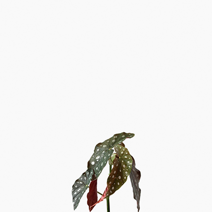 Begonia Maculata (S)
