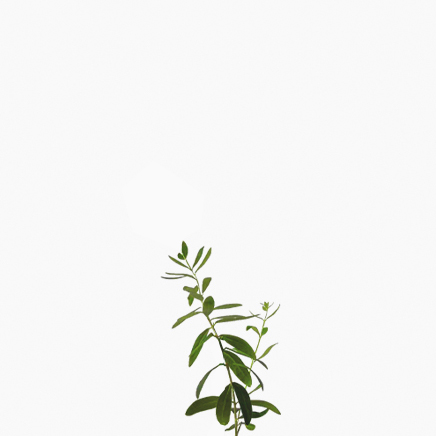 Olive Tree (Japan)