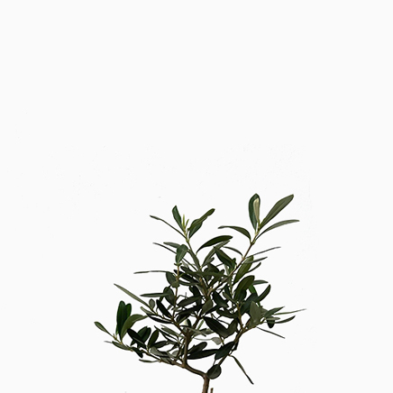 Olea Europaea, Olive Tree (S)