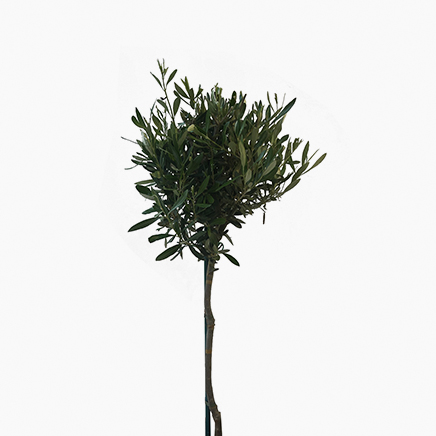 Olea Europaea, Olive Tree (1 metre)