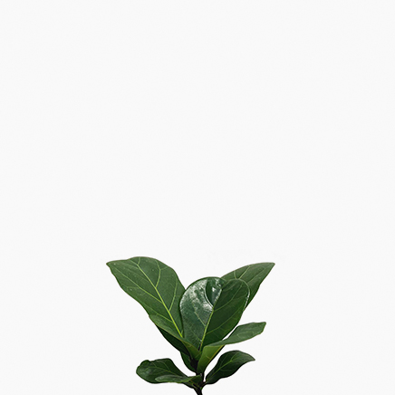 Ficus Lyrata (S)