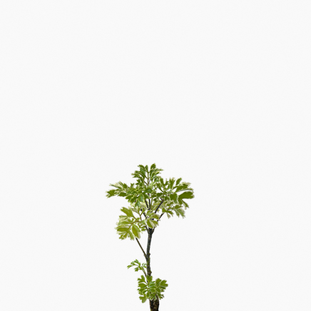 Ming Aralia, Polyscias fruticosa (XS)