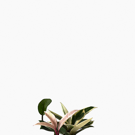 Hoya Carnosa