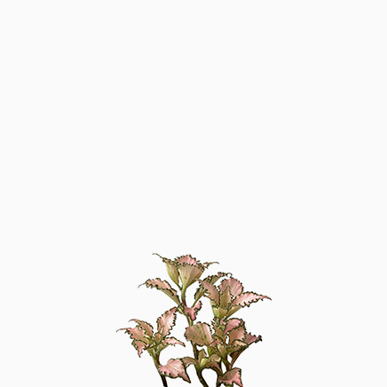 fittonia Pink Star