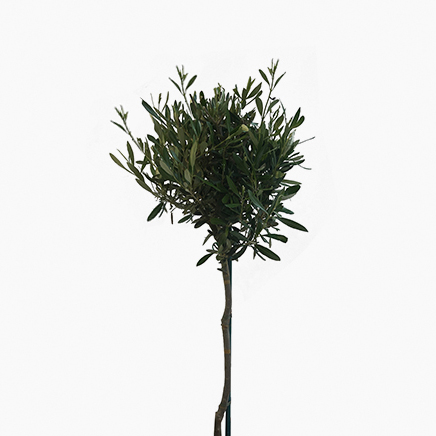 Olea Europaea, Olive Tree (H1.6M)