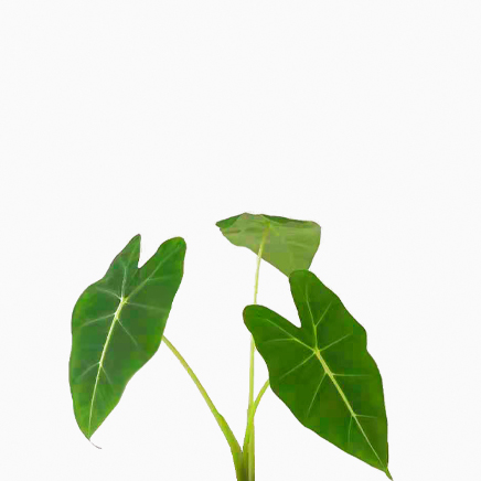 Alocasia Frydek