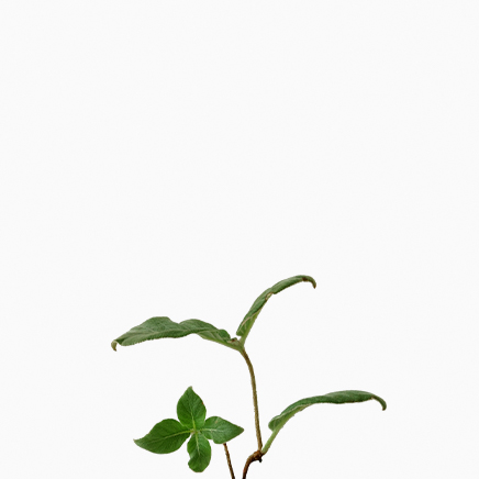 Sinningia Leucotricha