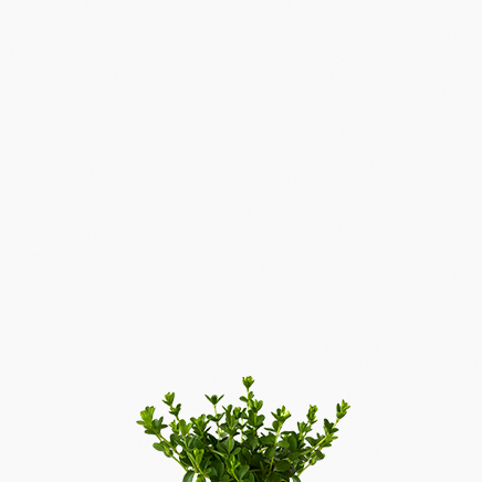 Peperomia Rotundifolia