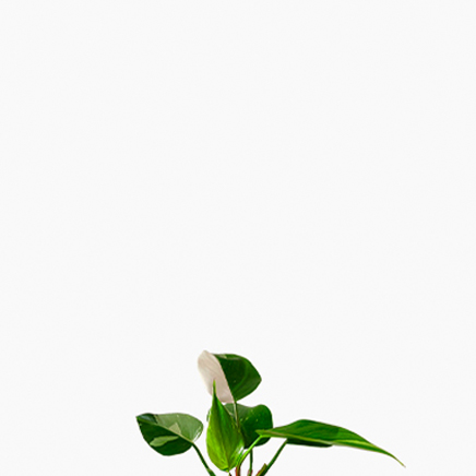Philodendron White Princess