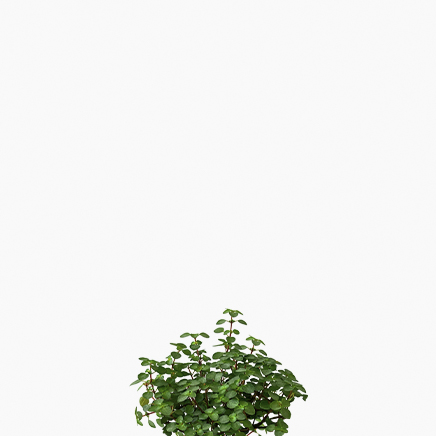 Pilea Glaucophylla