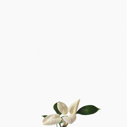Philodendron White Congo