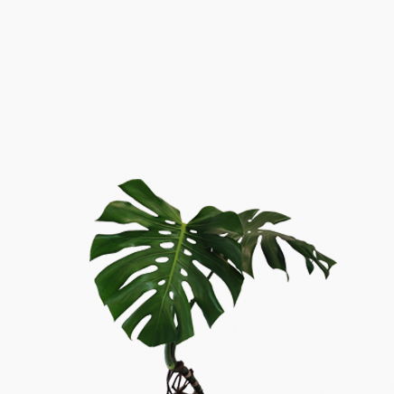 Mature Monstera