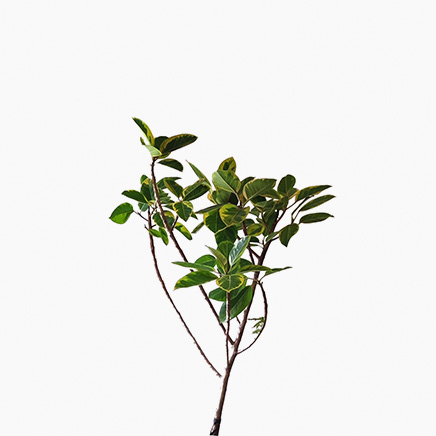 Ficus Altissima Variegata