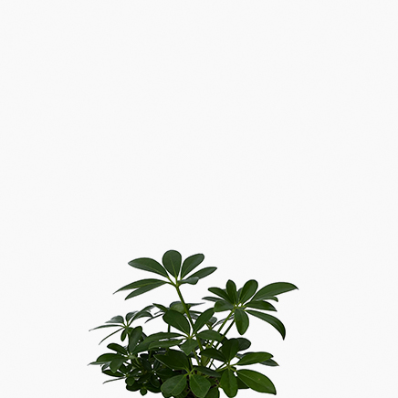 Schefflera (S)