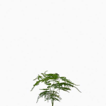 Asparagus Fern, Asparagus Setaceus (XS)