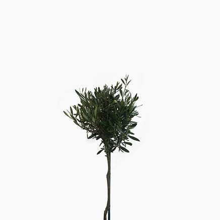 Olea Europaea, Olive Tree (M)