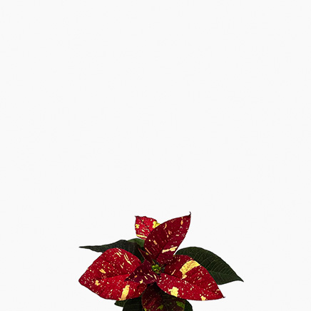 Variegated Poinsettia Red