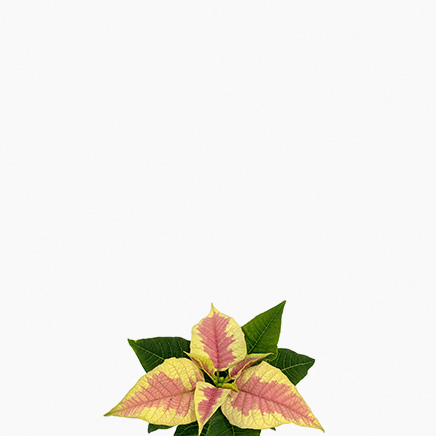 Variegated Poinsettia Pink