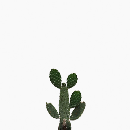 Cactus Opuntia Bullwinkle (M)