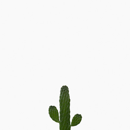 Cactus Opuntia Bullwinkle