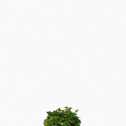 Ficus Quercifolia
