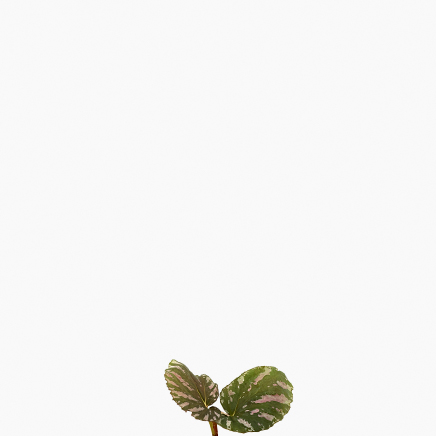 Begonia Brevirimosa ssp. Exotica