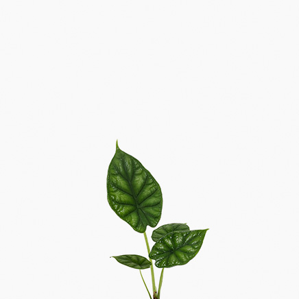 Alocasia Dragon Scale
