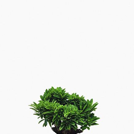 Euphorbia Neriifolia