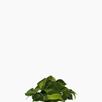 Philodendron Brasil