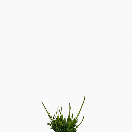 Rhipsalis Mesembryanthemoides ‘Clumpy Mistletoe’