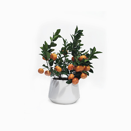 Mandarin Orange In Zirca White