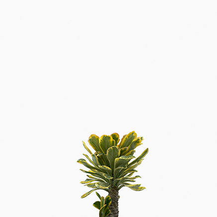 Euphorbia Poissonii 'Variegata'